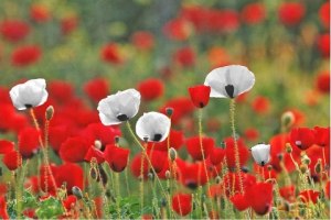 red & white poppies