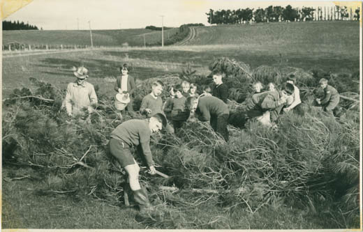 Balclutha Busy Bees collecting pine cones.
